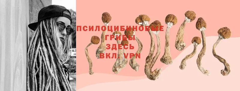 Псилоцибиновые грибы MAGIC MUSHROOMS  наркотики  Петровск-Забайкальский 